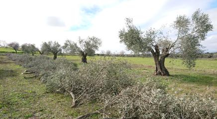 Hilera de olivos