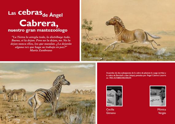 cebras cabrera