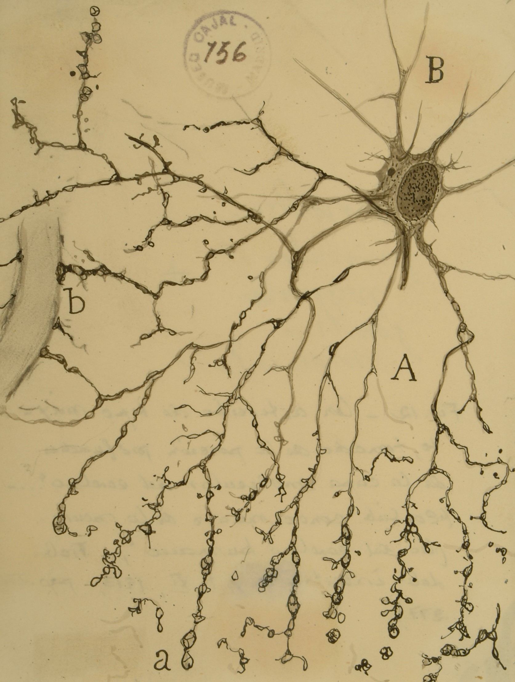"neurona"