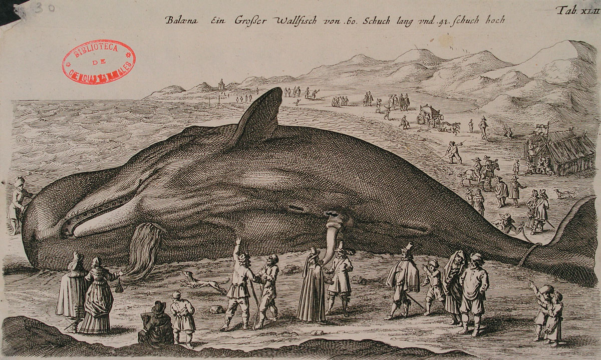 ballena van Berkhey
