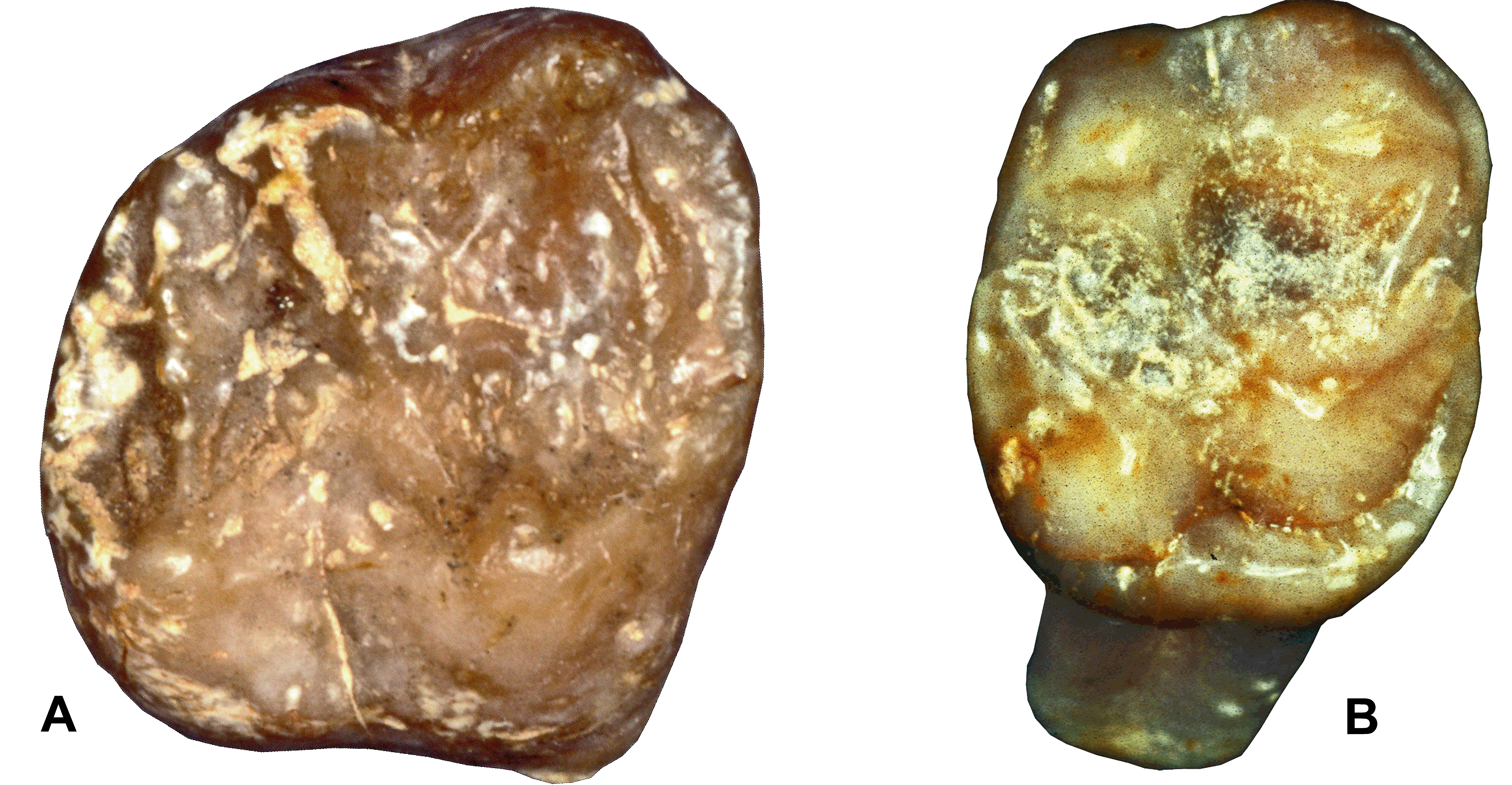 Dryopithecus Pliopithecus