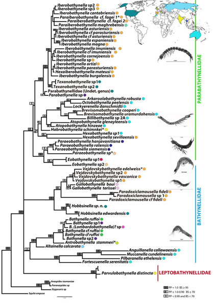 Relaciones de parentesco (filogenia molecular) de Bathynellacea