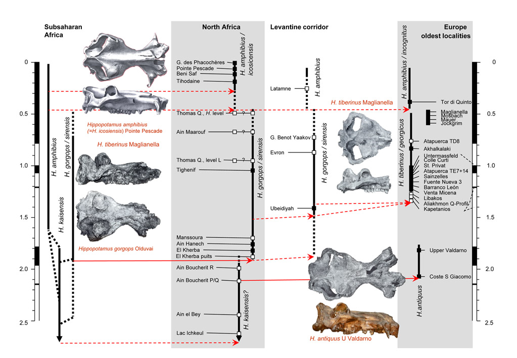 Biogeography of Hippopotamus after Van der Made et al. (2017)