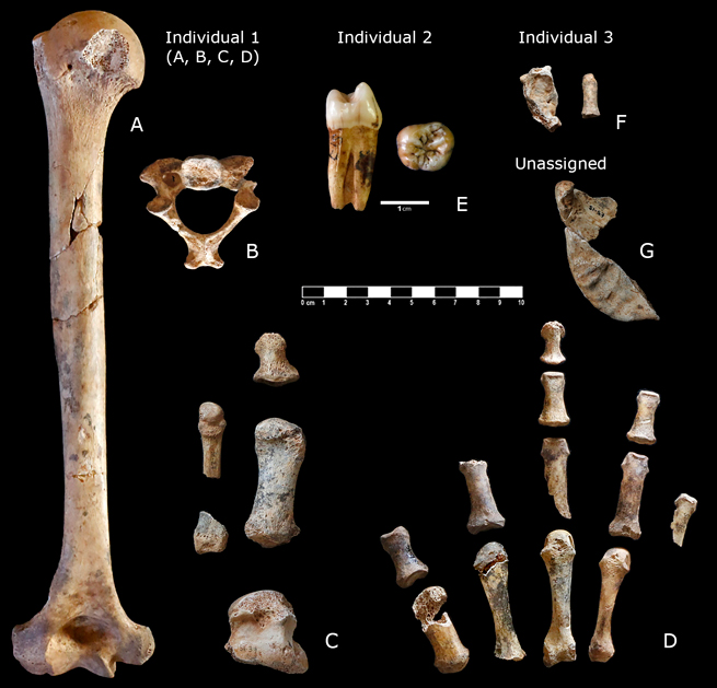 Fósiles neandertales del yacimiento de la Cova de Simanya