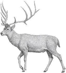Megaloceros matritensis by Mauricio Antón