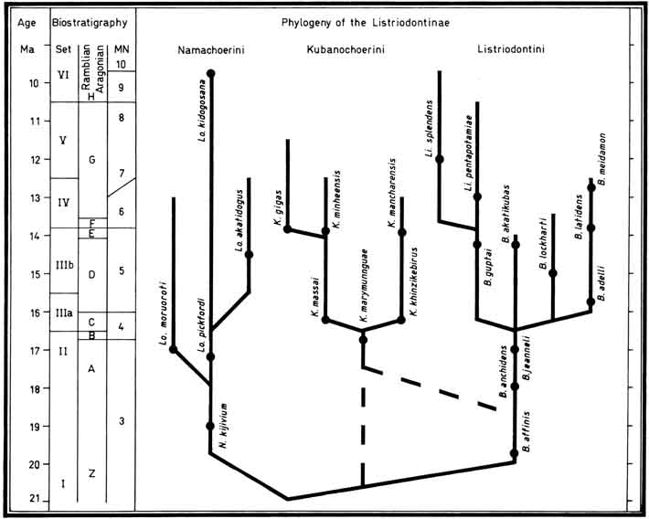 Phylogeny Listriodontinae - Van der Made 1997
