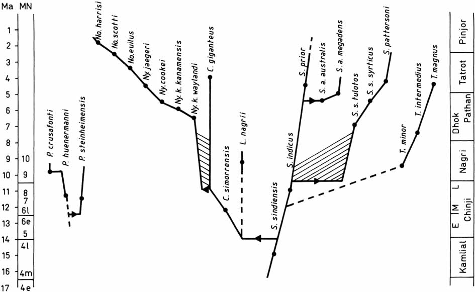 Phylogeny Tetraconodontinae