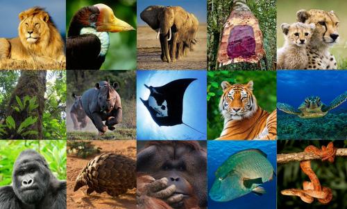 Ejemplo de especies incluidas en el Convenio CITES.