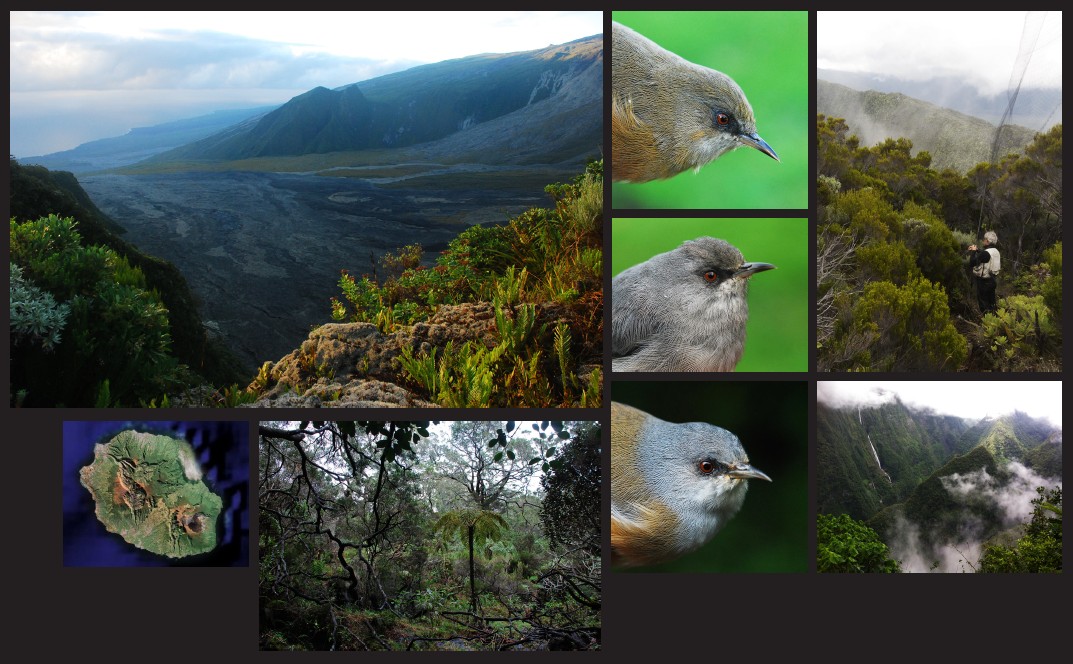Diversification of Zosterops borbonicus on Reunion Island