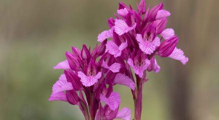 orquídea2