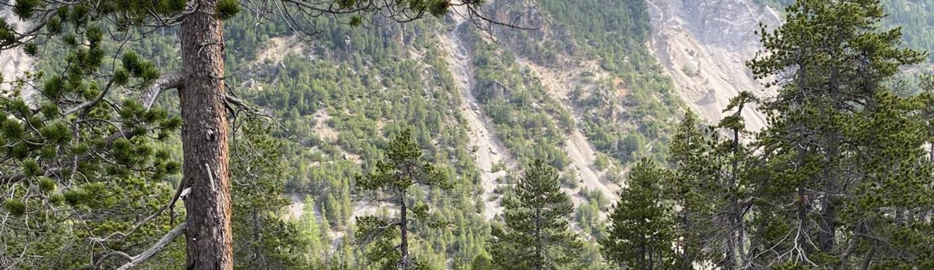 Trees affected by debris flow events in Alps