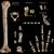 Algunos de los fósiles de neandertales hallados en el yacimiento de la Cova de Simanya
