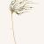 "Bull Kelp (Nereocystis leutkeana)" Mención especial Ilustración Naturalista