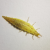 Larva de Chrysoperla pallida en diapausa al estar bajo condiciones de cambio climático. / Hugo Álvarez