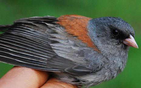 Documentan un caso de especiación extremadamente rápida en aves: los juncos de Norteamérica