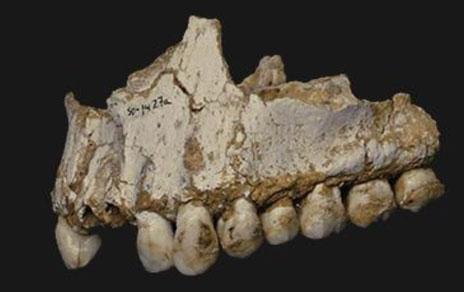 La alimentación de los neandertales de El Sidrón: setas  piñones y musgo
