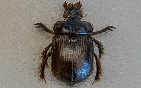 Algunos escarabajos regulan su temperatura corporal a través del exoesqueleto
