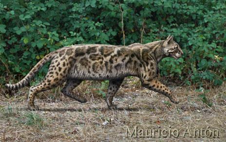 Descubren una nueva especie de felino que vivió en Madrid hace 9 5 millones de años
