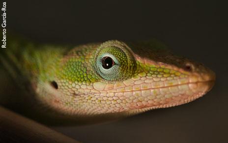 Analizan por primera vez la evolución de las glándulas implicadas en la comunicación entre reptiles