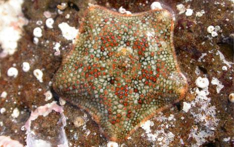 Descubren dos nuevas especies de estrellas de mar