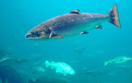 Proponen la creación de santuarios naturales para proteger al salmón atlántico