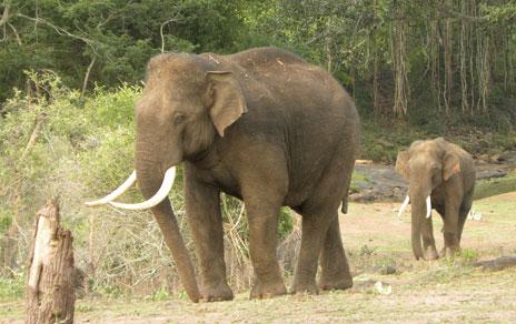 Los elefantes asiáticos podrían perder hasta un 42% de hábitats adecuados en India y Nepal hasta 2070