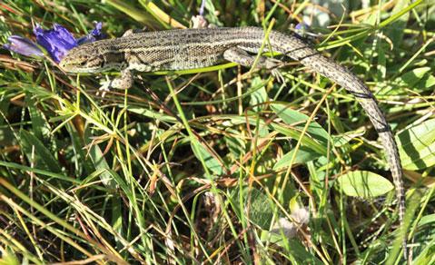 Descubren un nuevo proceso de formación de especies Descubren un nuevo proceso de formación de especies