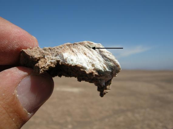 Vida microbiana en el desierto de Atacama: implicaciones para la búsqueda de vida en Marte