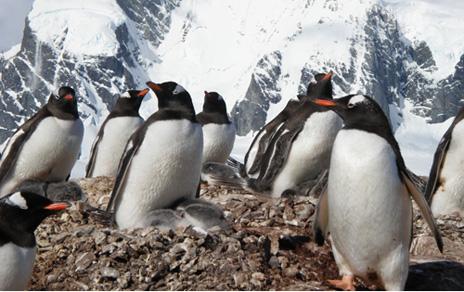 Las garrapatas son un buen indicador del cambio climático en la Antártida
