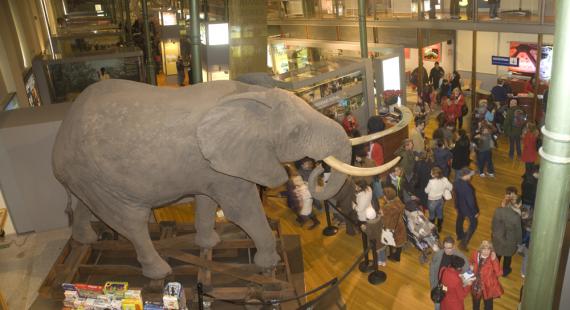 Las familias eligen el Museo Nacional de Ciencias Naturales para disfrutar de la Navidad