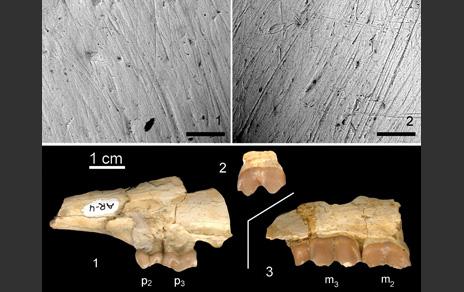 Los dientes de los rumiantes nos indican cómo era el clima y la vegetación en el Mioceno