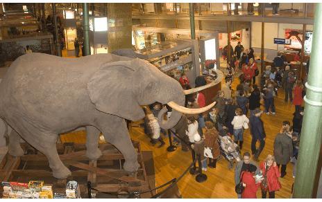 El MNCN aumenta sus visitantes de 2011 en un 26 5% con respecto a 2010 El MNCN aumenta sus visitantes de 2011 en un 26 5% con respecto a 2010