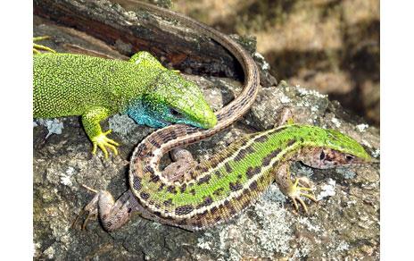 La vitamina E aumenta el atractivo sexual de los machos de lagarto verde