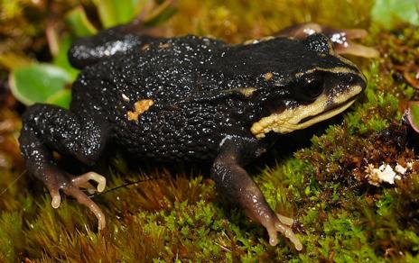 Descubren una especie de rana andina que podría ser muy vulnerable a los cambios ambientales
