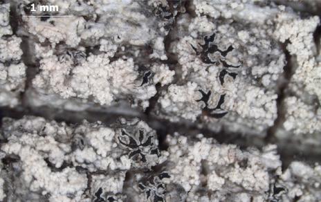 Descubren un liquen endémico de los bosques asturianos Descubren un liquen endémico de los bosques asturianos