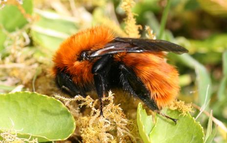 La  mayor habilidad para volar podría contribuir a la rápida expansión del abejorro europeo en la Patagonia