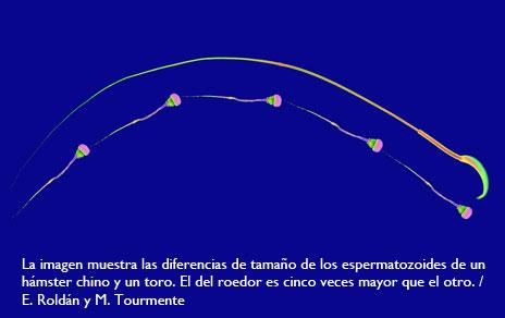 En mamíferos  no hay compensación entre el tamaño y el número de espermatozoides