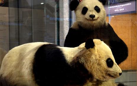 Chu-Lin  el panda más famoso de Madrid  llega al MNCN