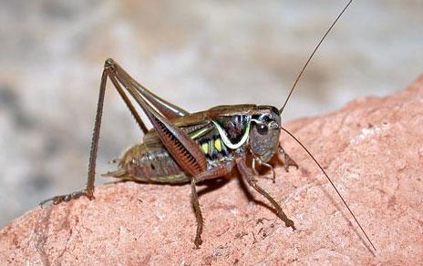 Reaparece el cigarrón de La Mancha una especie que se creía extinta Reaparece el cigarrón de La Mancha una especie que se creía extinta