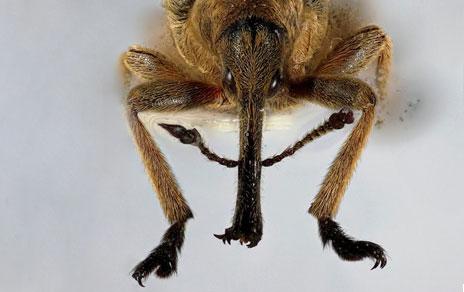 Descubren un nuevo género de gorgojo en las vainas de una planta leguminosa Descubren un nuevo género de gorgojo en las vainas de una planta leguminosa
