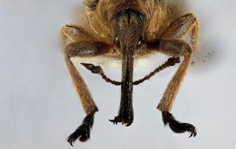 Descubren un nuevo género de gorgojo en las vainas de una planta leguminosa