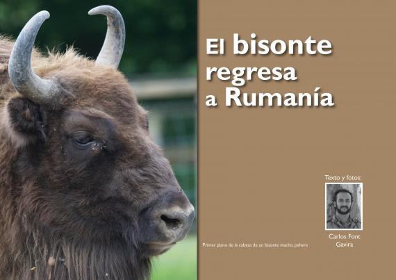 El bistone regresa a Rumanía 
