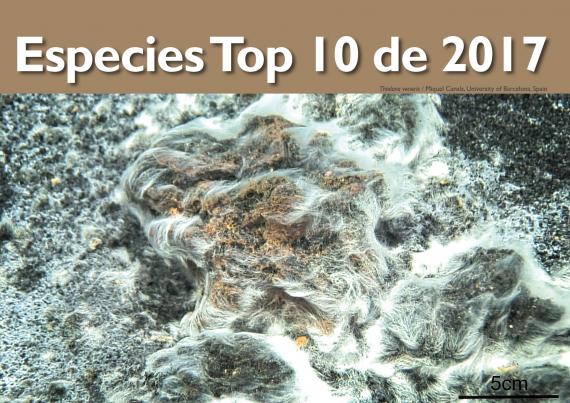 especies top 10 de 2017