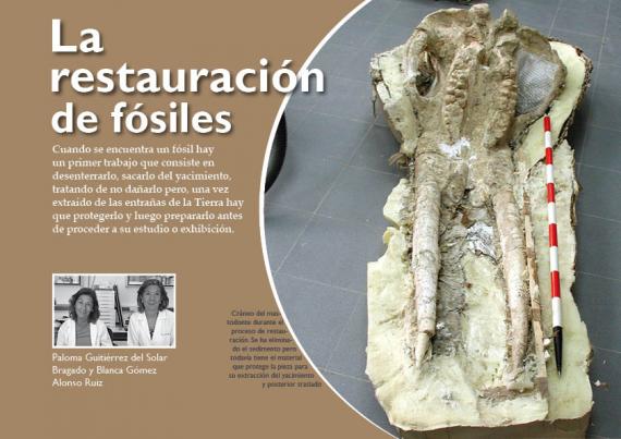 Portada del artículo "La restauración de fósiles" de la revista NaturalMente nº 7