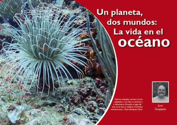 Un planeta, dos mundos: La vida en el océano