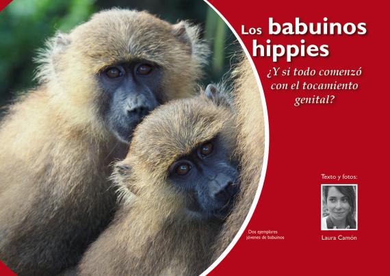 Los babuinos hippies