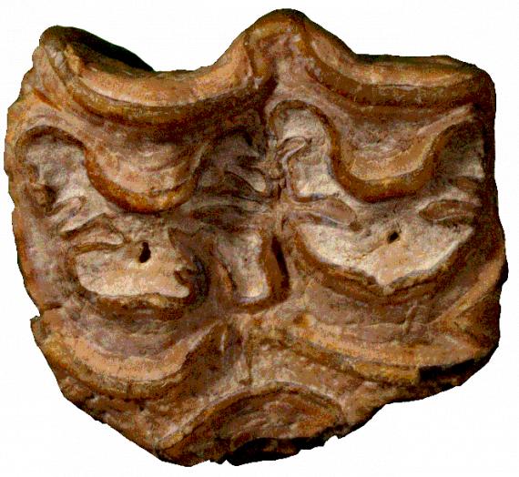 Nuevos fósiles de dientes de Hipparion ambiguum hallados en el yacimiento de Ain Boucherit. El material ha servido, junto a otros fósiles, a desarrollar la investigación.