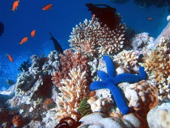 Una estrella de mar azul, Linckia laevigata, en el una zona de la gran barrera de coral australiana. Ribbon Reefs./ By Copyright (c) 2004 Richard Ling, CC BY-SA 3.0. https://commons.wikimedia.org/w/index.php?curid=78275