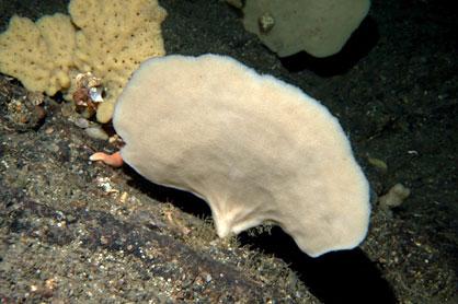 Individuo de la especie de esponja Phakellia ventilabrum en las costas de Noruega con una estrella, hidrozoos y otras esponjas alrededor / Bernard Picton 