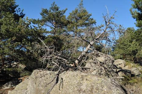 Pinos silvestres, Pinus sylvestris, en la Sierra de Guadarrama afectados por eventos climáticos desfavorables y sequías acumuladas en los últimos años./ Fernando Valladares.